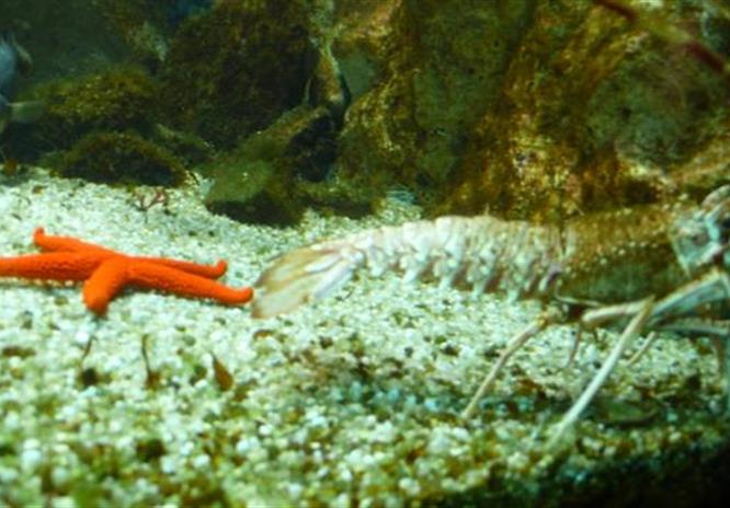 Le marinarium de Concarneau proche du camping du Moulin d'Aurore